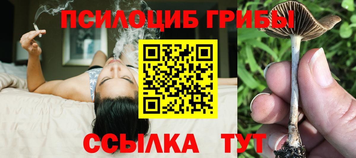 Галлюциногенные грибы Psilocybe  Вход с VPN  Вичуга 